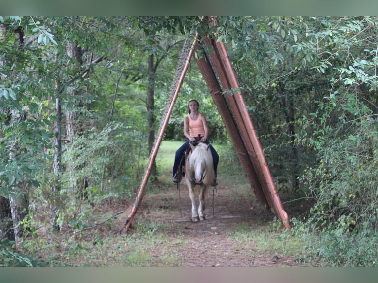 Haflinger Mare 11 years 13,3 hh in Cleveland, TN