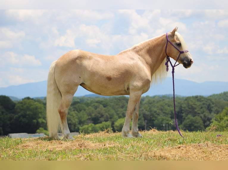 Haflinger Mare 11 years 13,3 hh in Cleveland, TN