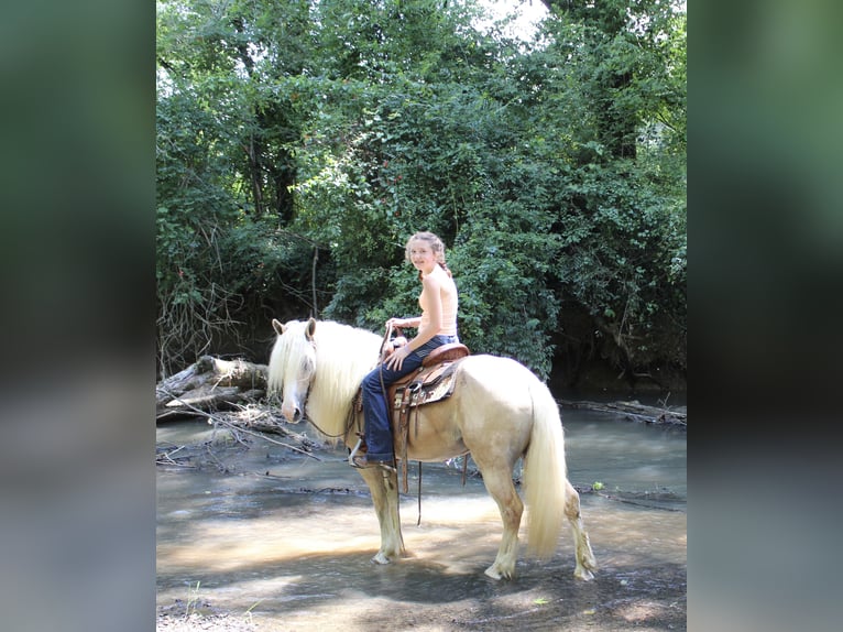 Haflinger Mare 11 years 13,3 hh in Cleveland, TN