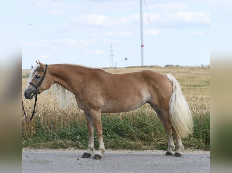 Haflinger Mare 11 years 14.2 hh Brown-Light in Geilenkirchen