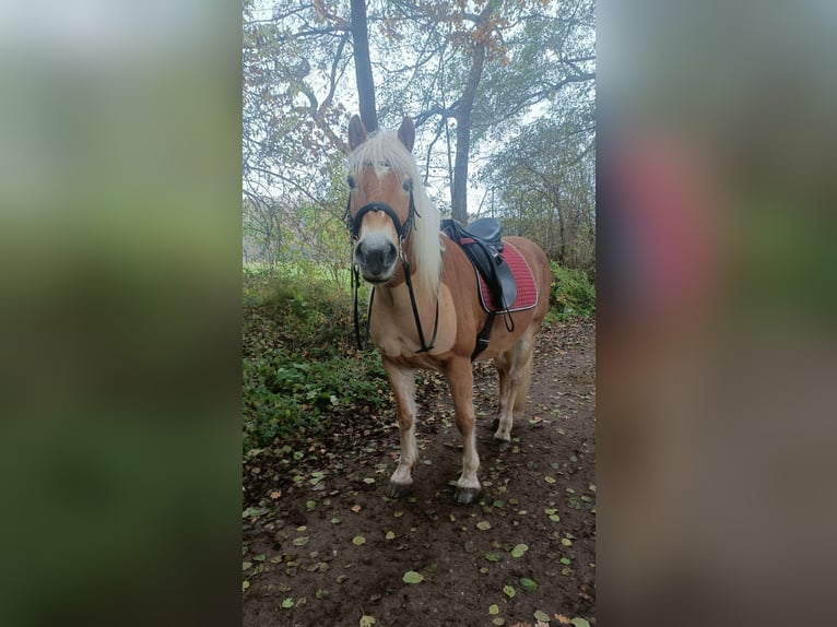 Haflinger Mare 11 years 14.2 hh Chestnut-Red in Garbsen