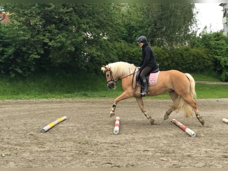 Haflinger Mare 11 years 14.2 hh Chestnut-Red in St. Veit an der Glan