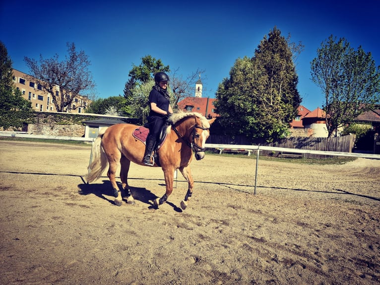 Haflinger Mare 11 years 14.2 hh Chestnut-Red in St. Veit an der Glan