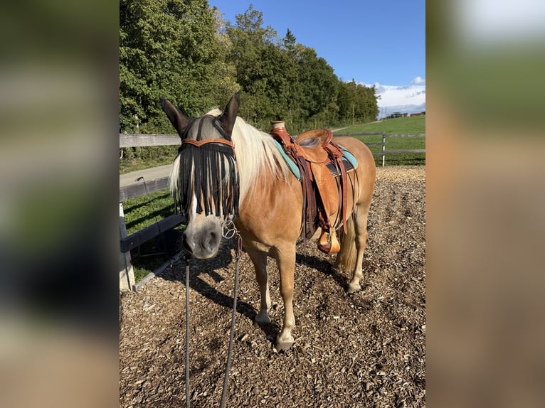 Haflinger Mare 11 years 14.2 hh Chestnut-Red in Blumberg