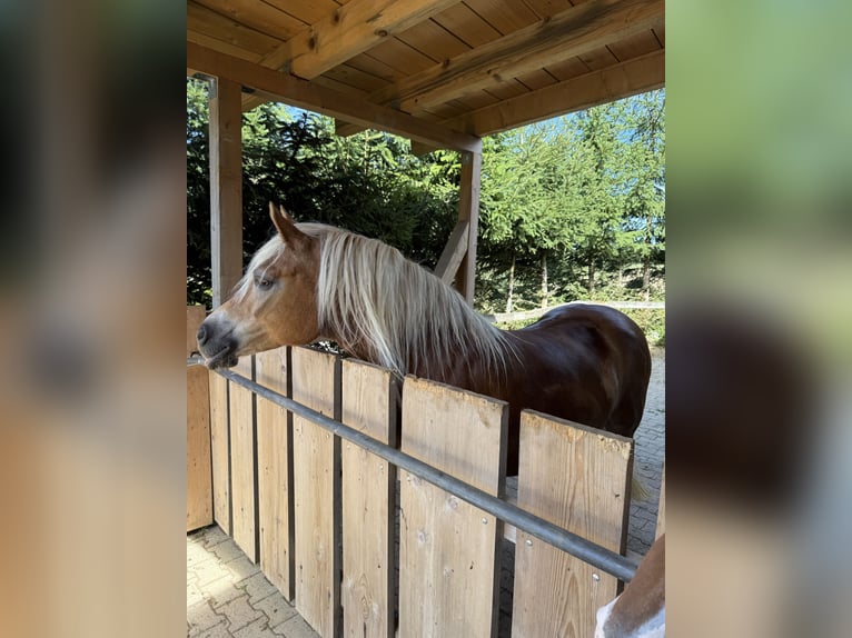 Haflinger Mare 11 years 14.2 hh Chestnut-Red in Blumberg