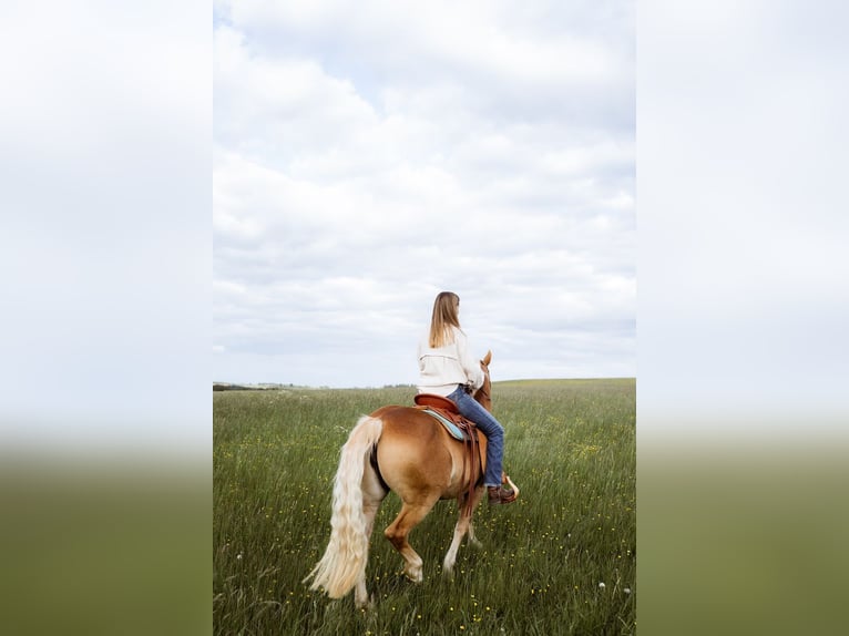 Haflinger Mare 11 years 14.2 hh Chestnut-Red in Blumberg