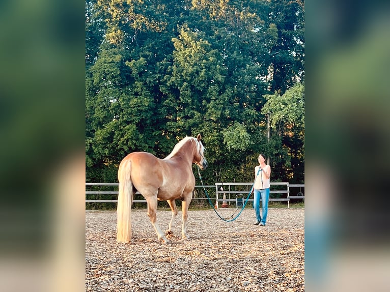 Haflinger Mare 11 years 14.2 hh Chestnut-Red in Blumberg