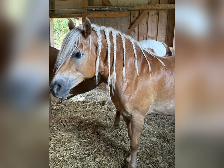 Haflinger Mare 11 years 14.2 hh Chestnut-Red in Blumberg