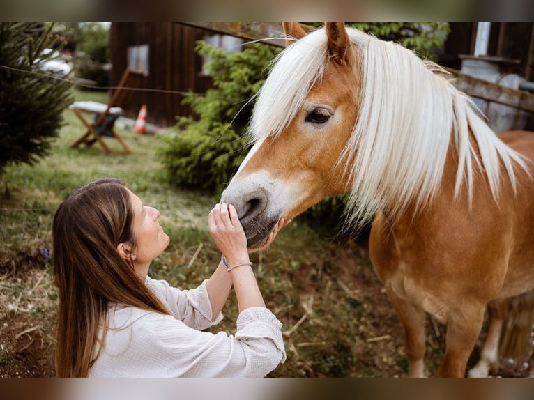 Haflinger Mare 11 years 14.2 hh Chestnut-Red in Blumberg