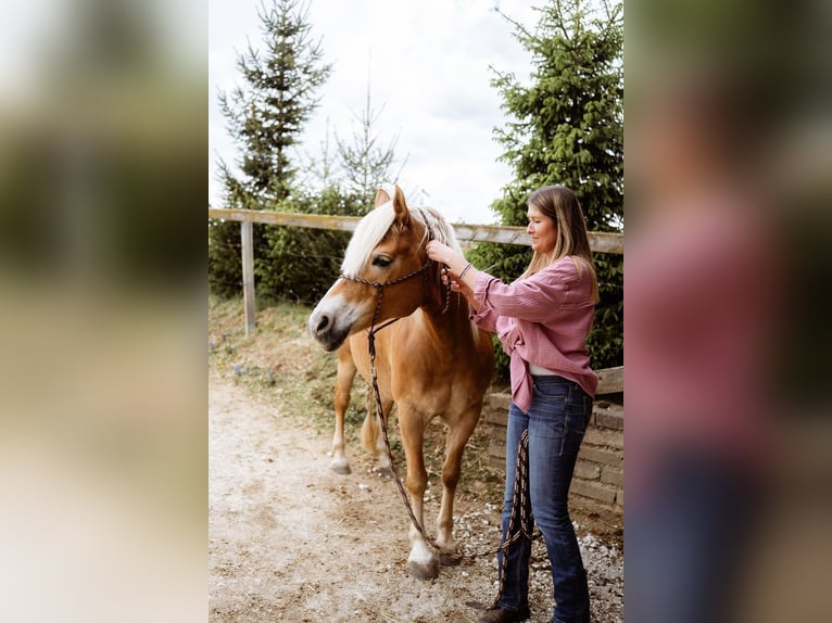 Haflinger Mare 11 years 14.2 hh Chestnut-Red in Blumberg