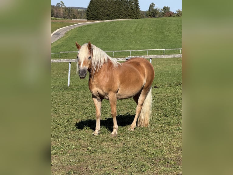 Haflinger Mare 11 years 14.2 hh Chestnut-Red in Blumberg