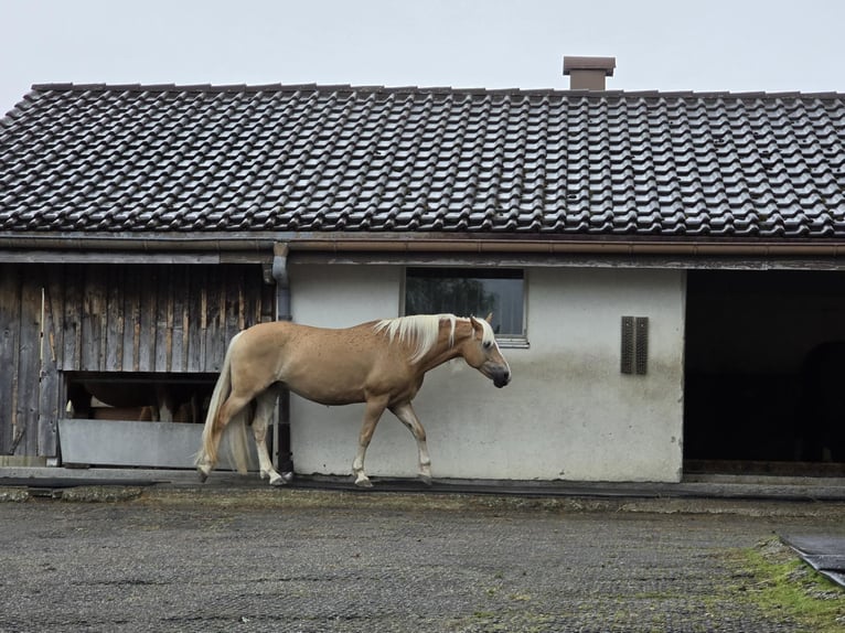 Haflinger Mare 11 years 14,2 hh Palomino in Grub AR