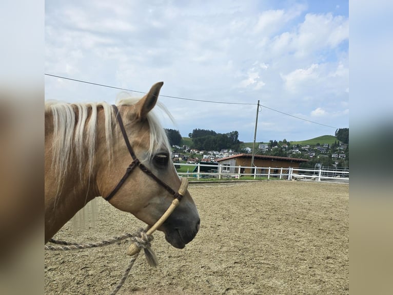 Haflinger Mare 11 years 14,2 hh Palomino in Grub AR