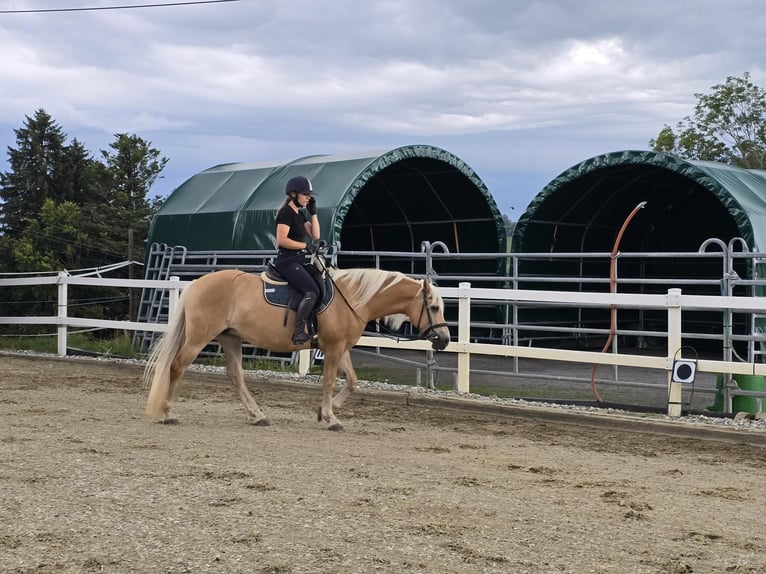 Haflinger Mare 11 years 14,2 hh Palomino in Grub AR