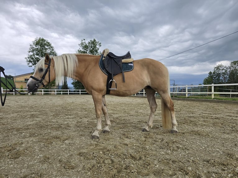 Haflinger Mare 11 years 14,2 hh Palomino in Grub AR