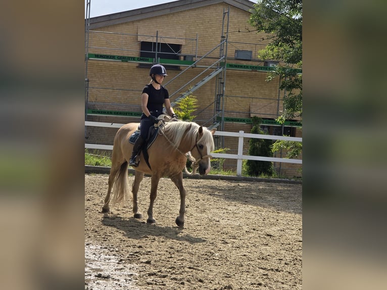 Haflinger Mare 11 years 14,2 hh Palomino in Grub AR