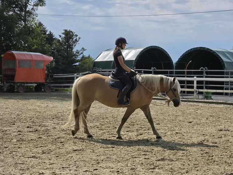 Haflinger Mare 11 years 14,2 hh Palomino in Grub AR