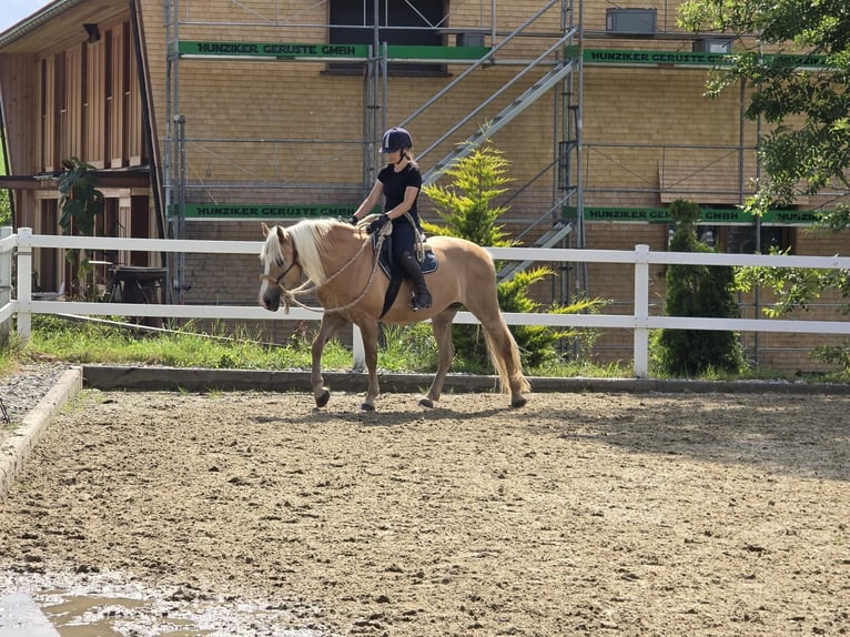 Haflinger Mare 11 years 14,2 hh Palomino in Grub AR