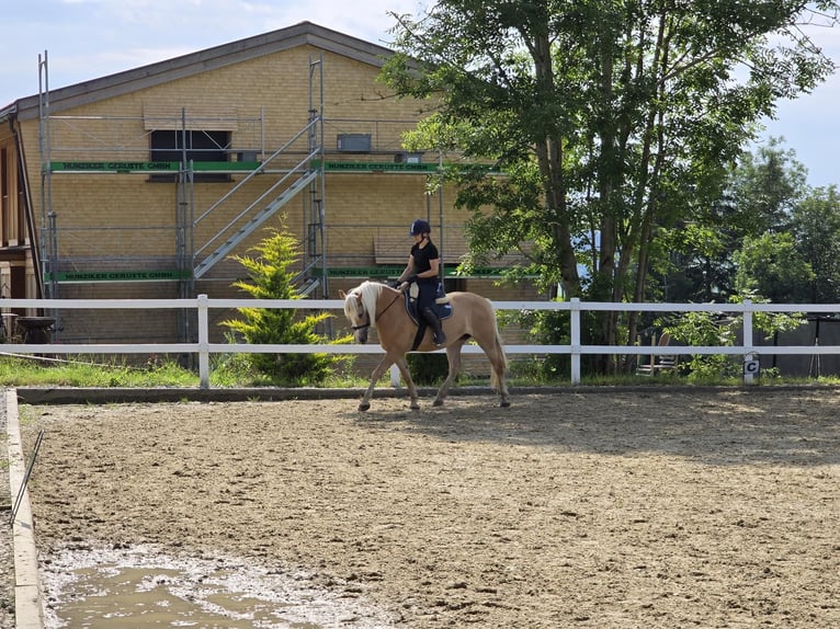 Haflinger Mare 11 years 14,2 hh Palomino in Grub AR