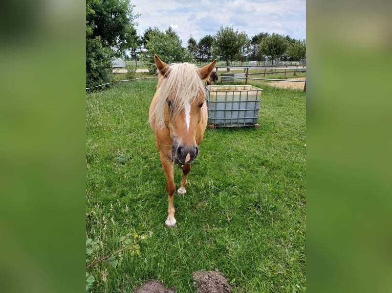 Haflinger Mare 11 years 14,1 hh  in Varel Grünenkamp