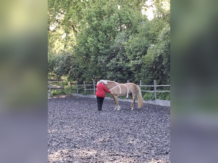 Haflinger Mare 11 years 14,1 hh Chestnut-Red in Lübeck