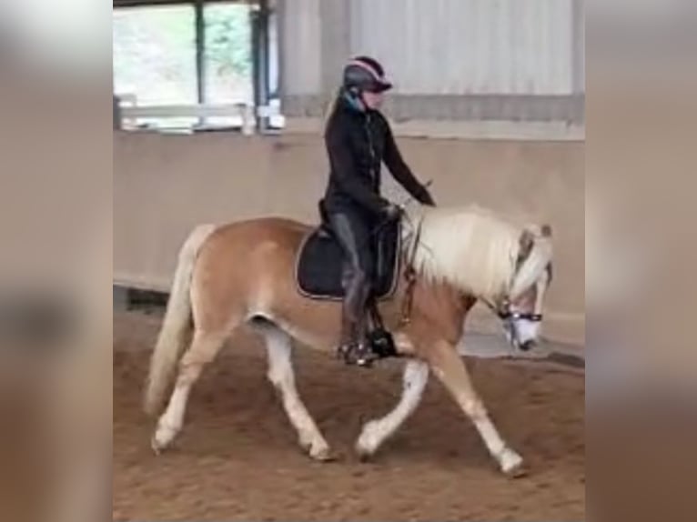 Haflinger Mare 11 years 14,1 hh Chestnut-Red in Hemmingen