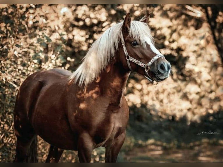 Haflinger Mix Mare 11 years 14,1 hh Chestnut-Red in Stroheim