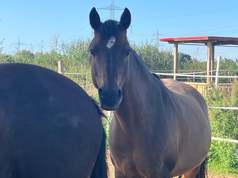 Haflinger Mix Mare 11 years 14,1 hh Dun in R&#xFC;lzheim