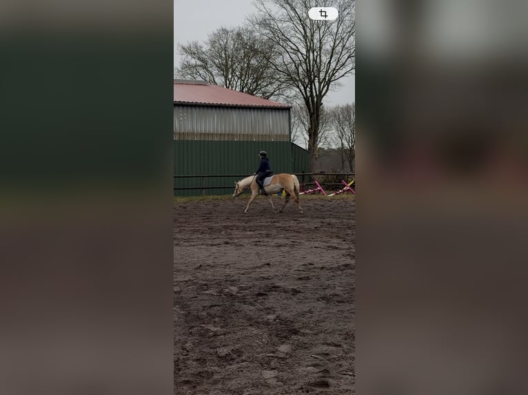 Haflinger Mare 11 years 14,1 hh  in Klein Nordende