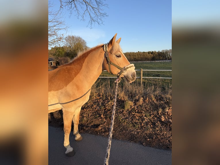Haflinger Mare 11 years 14,1 hh  in Klein Nordende