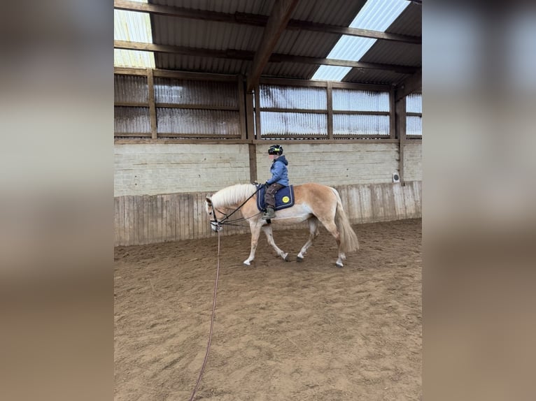 Haflinger Mare 11 years 14,1 hh  in Klein Nordende