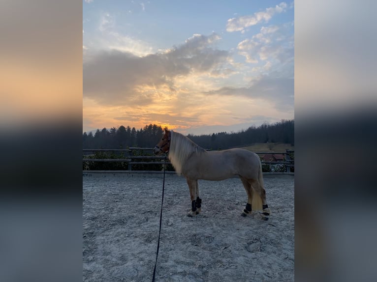 Haflinger Mare 11 years 14,1 hh in Novo mesto
