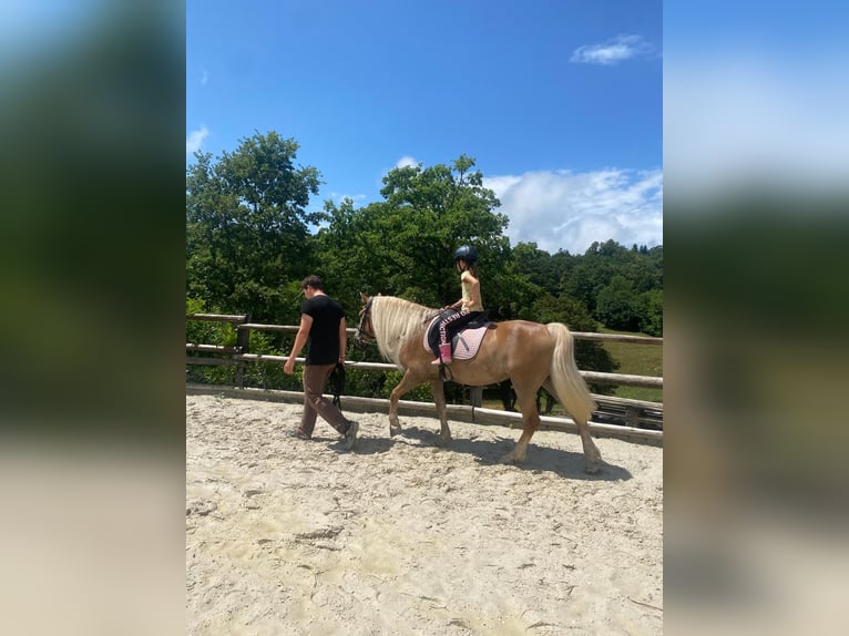 Haflinger Mare 11 years 14,1 hh in Novo mesto