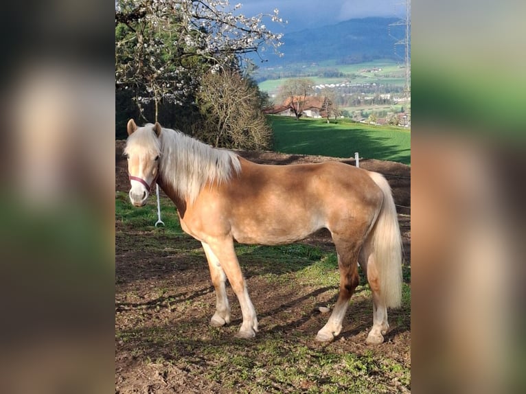 Haflinger Mare 11 years 14,2 hh in Oberdiessbach