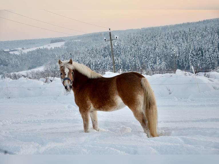 Haflinger Mare 11 years 14,2 hh Chestnut-Red in Waldzell