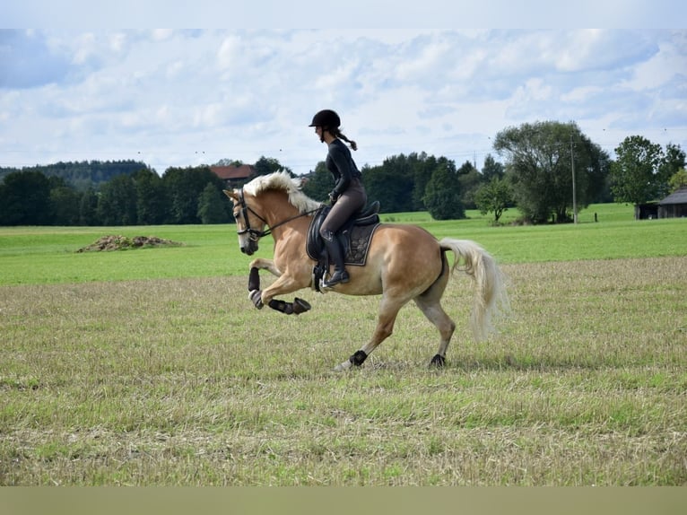 Haflinger Mare 11 years 14,2 hh Chestnut-Red in Waldzell