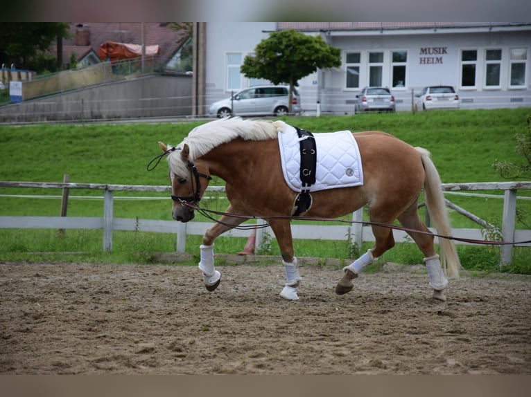 Haflinger Mare 11 years 14,2 hh Chestnut-Red in Waldzell
