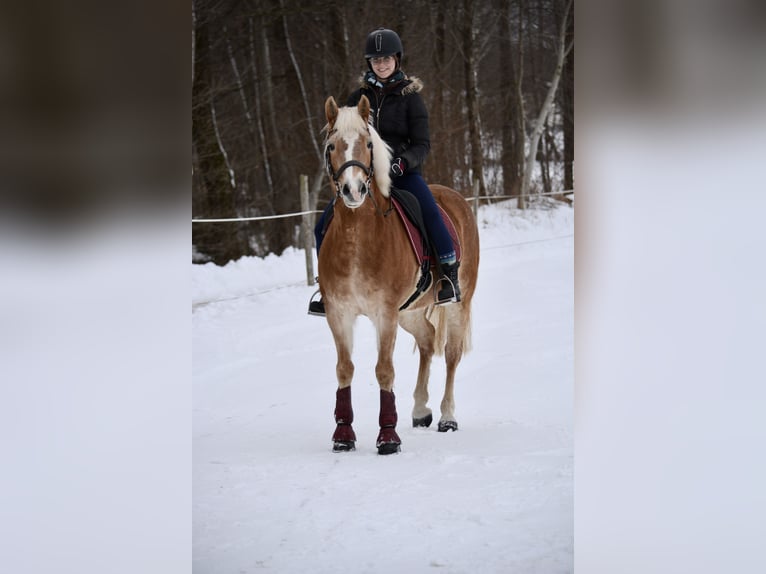 Haflinger Mare 11 years 14,2 hh Chestnut-Red in Waldzell