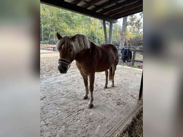 Haflinger Mix Mare 11 years 14,2 hh in Verl
