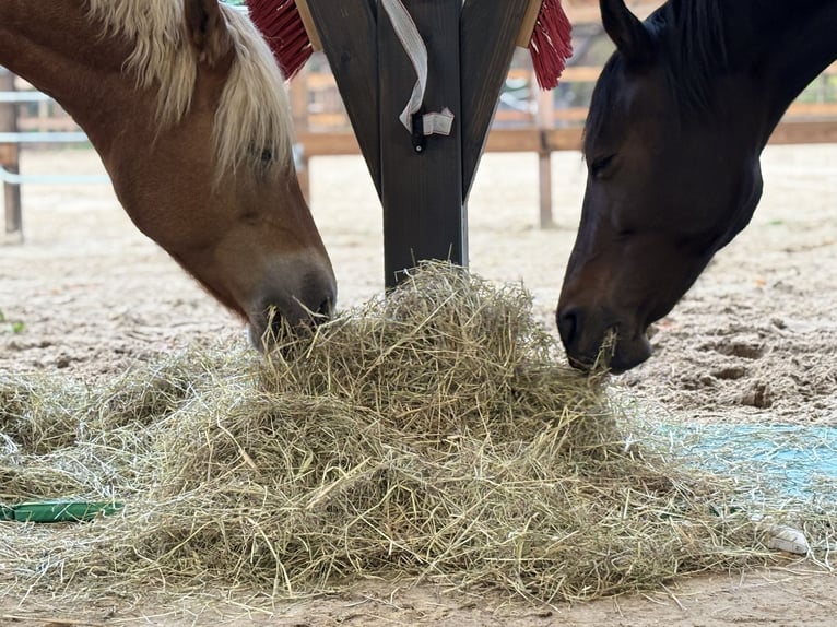 Haflinger Mix Mare 11 years 14,2 hh in Verl