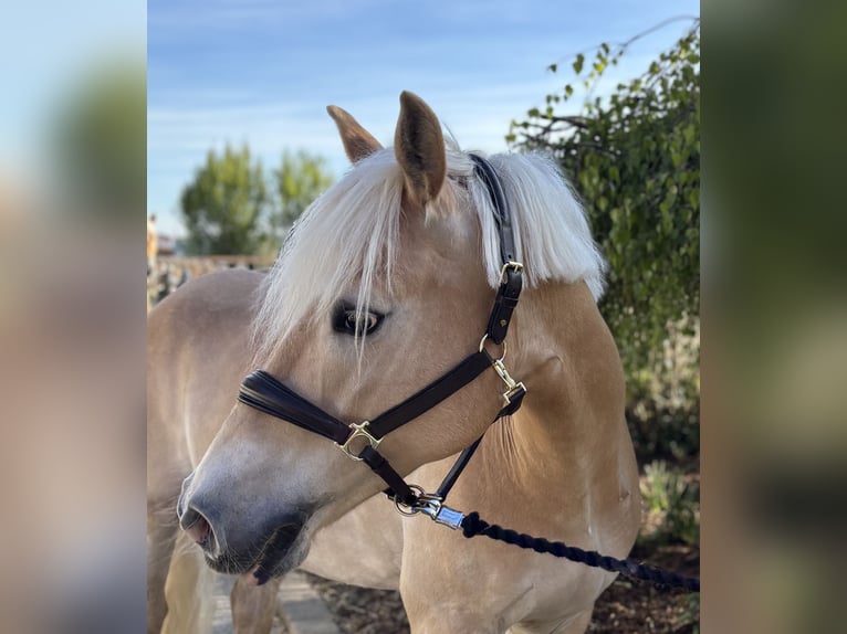 Haflinger Mare 11 years 15.1 hh Chestnut-Red in Iggingen