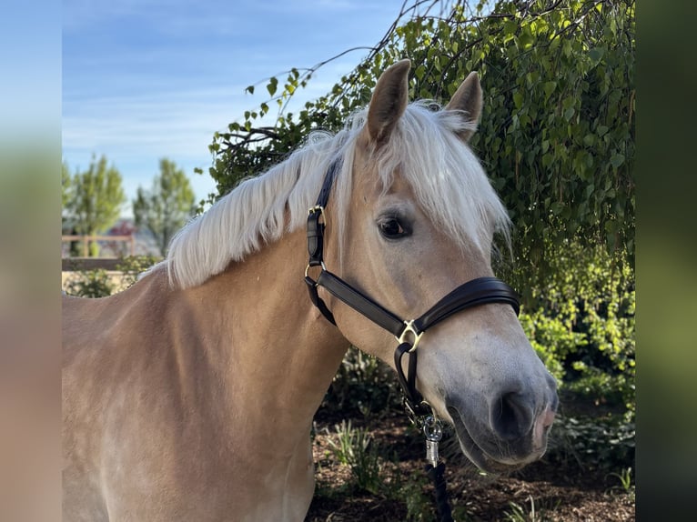 Haflinger Mare 11 years 15.1 hh Chestnut-Red in Iggingen
