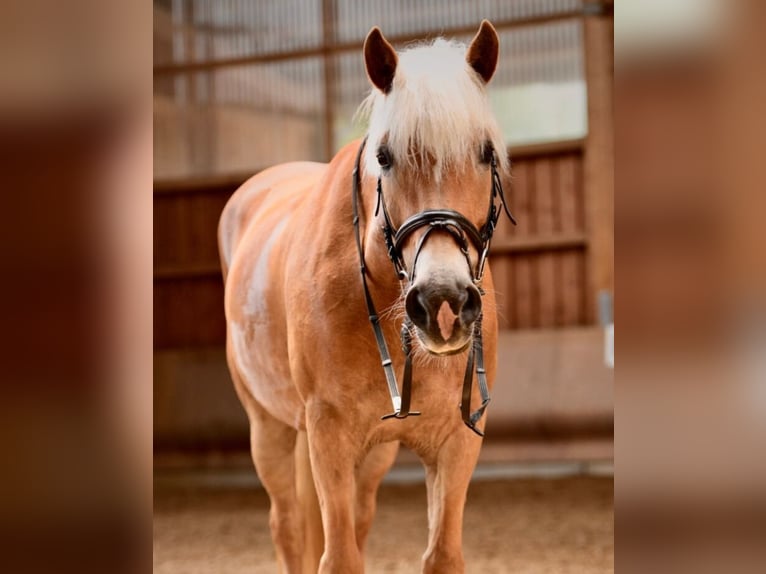 Haflinger Mare 11 years 15 hh Chestnut-Red in Schwendi