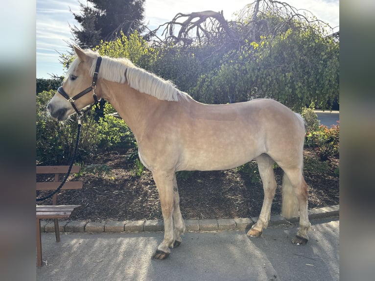 Haflinger Mare 11 years 15,1 hh Chestnut-Red in Iggingen