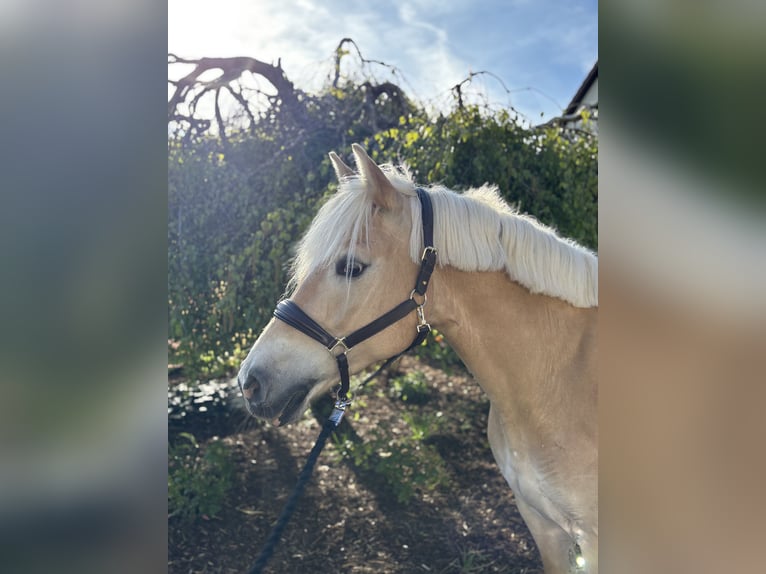 Haflinger Mare 11 years 15,1 hh Chestnut-Red in Iggingen