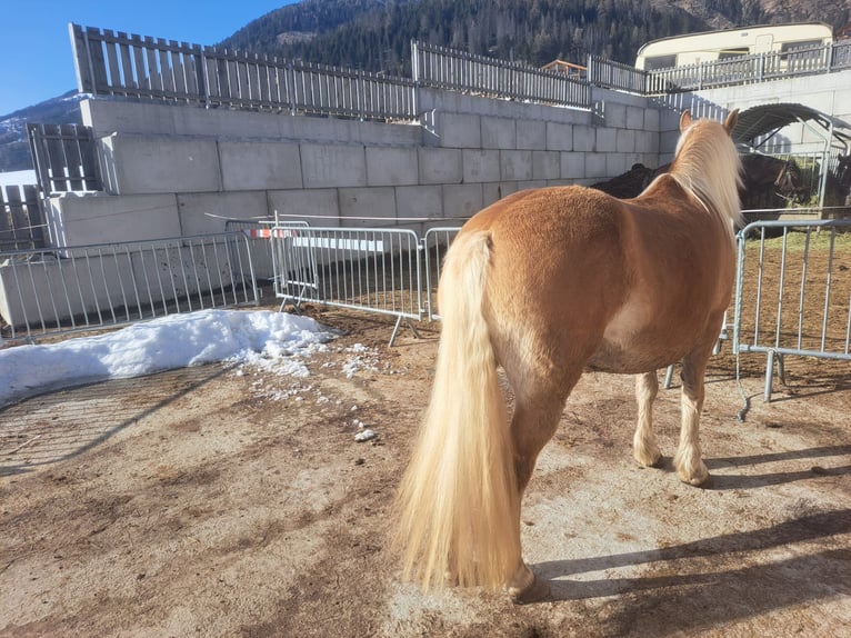 Haflinger Mare 11 years  in Obertilliach