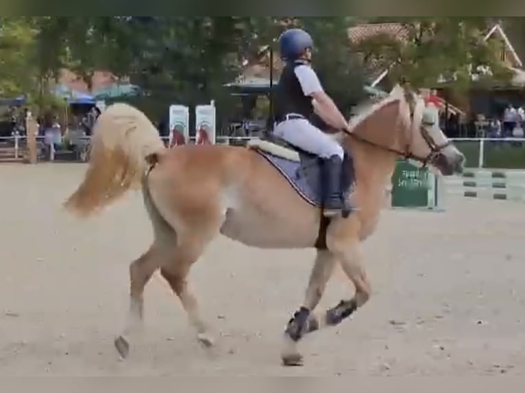 Haflinger Mare 12 years 13,1 hh in Roma