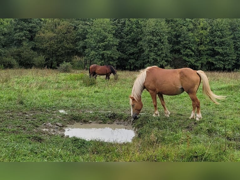 Haflinger Mare 12 years 13,2 hh Chestnut-Red in Großalmerode