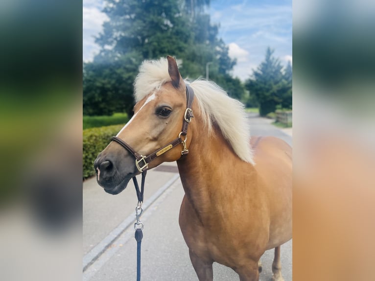 Haflinger Mix Mare 12 years 13,2 hh Palomino in Dietikon