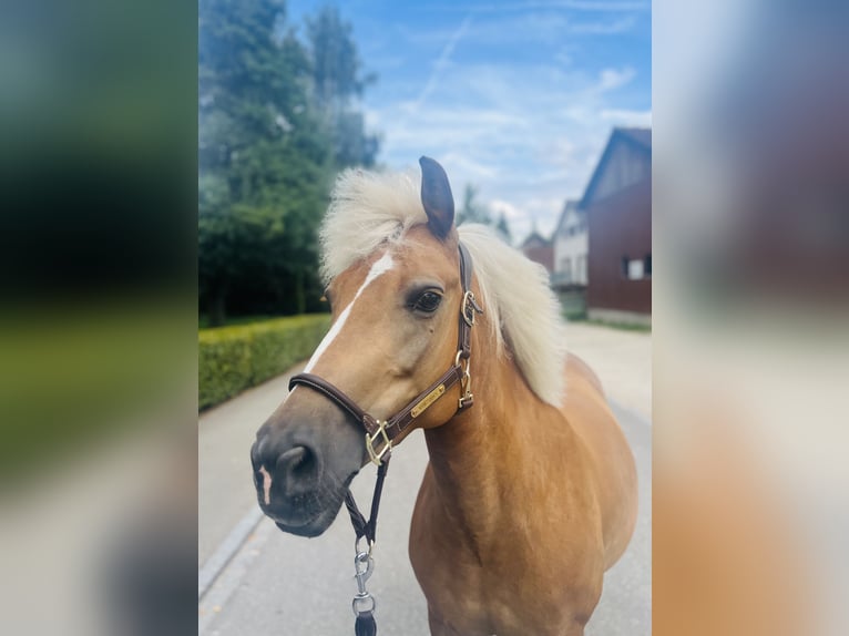 Haflinger Mix Mare 12 years 13,2 hh Palomino in Dietikon